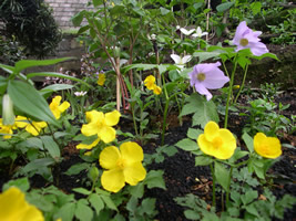 �쑐�ƎG�؂̒�Â���