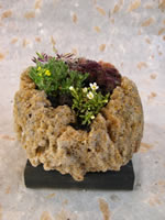 ���~�͂̂������͂�����